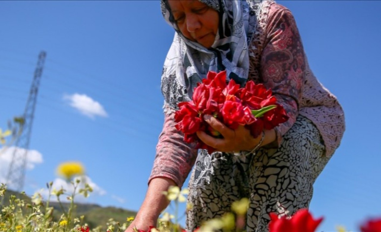 Kooperatifleşen kadınlar Hollanda'ya lale gönderiyor