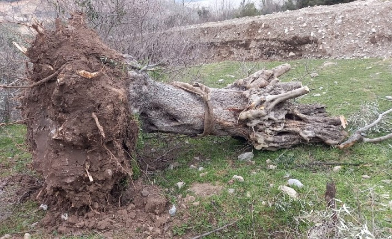 Milas İkizköy'de maden ocağı için sökülen asırlık zeytin ağaçlarıyla ilgili yeni gelişme
