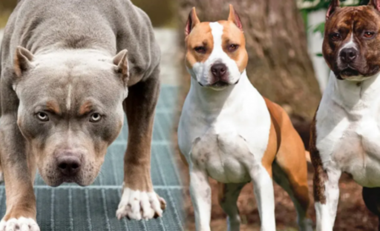 Olası bir köpek saldırısında ne yapmalısınız?