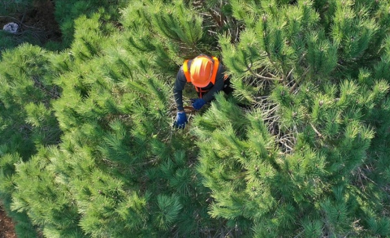 Orman Genel Müdürlüğü 5 bin geçici işçi alacak