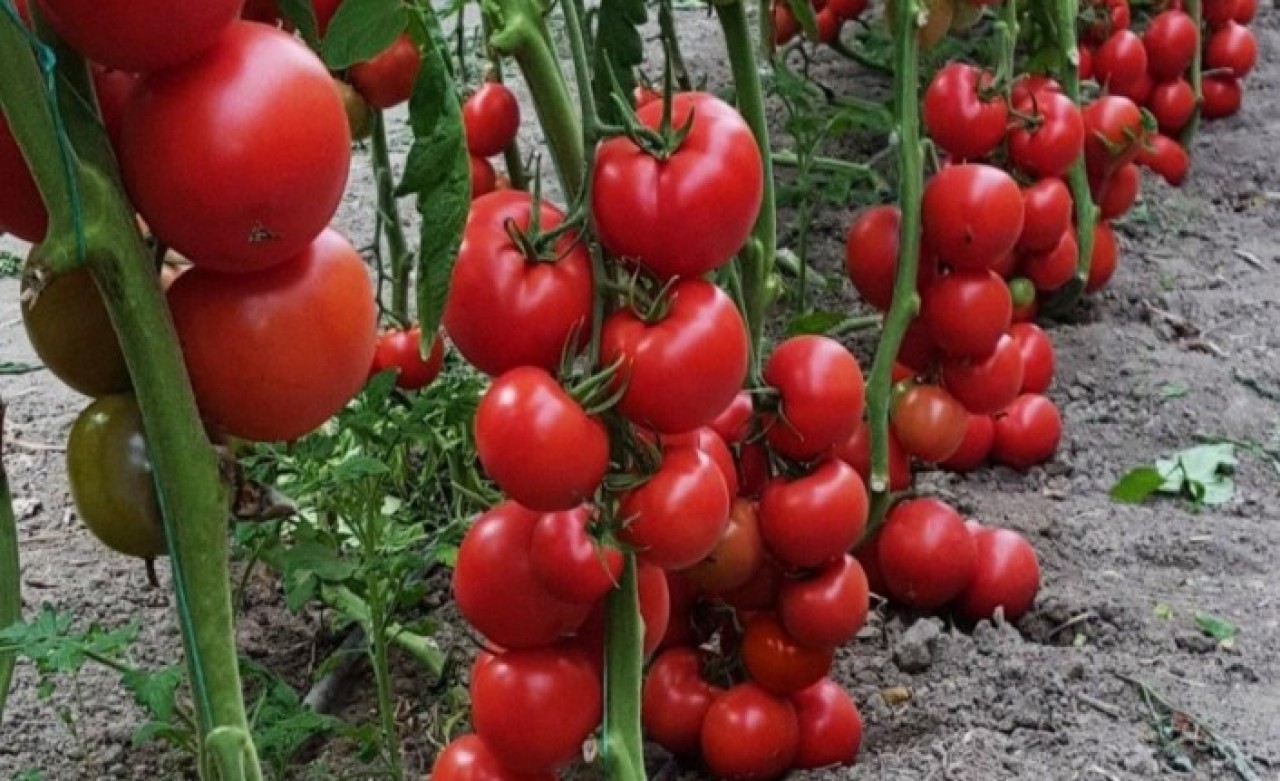 Savaş İsveç’te gıda fiyatlarını vurdu: 1 kilo domates bakın ne kadar !