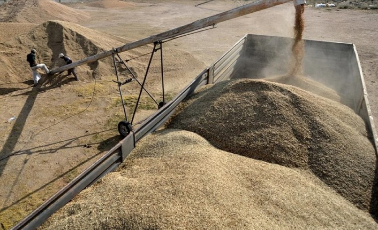 Sertifikalı tohumculuğa 3, 4 milyar liralık destek