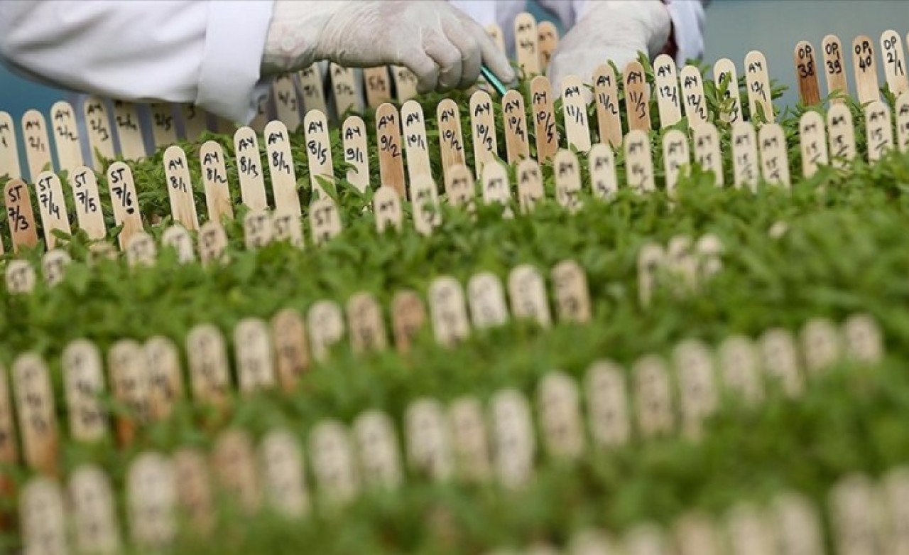 Tarımda üreticiye yerli tohum desteği sürüyor