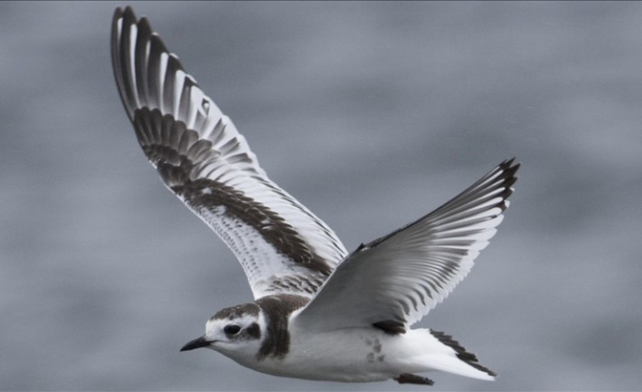 Yaşam alanı çöl olan kuşlar Türkiye’de görülebiliyor