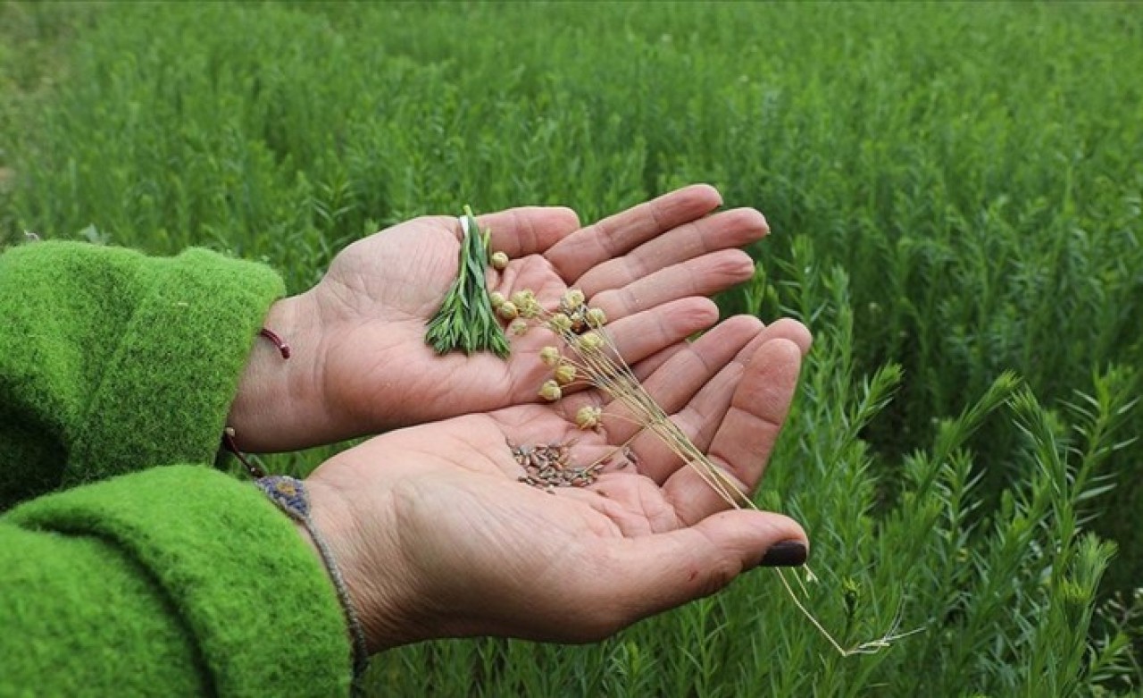 Yerli tohumla kuraklığa dayanıklı keten üretimi
