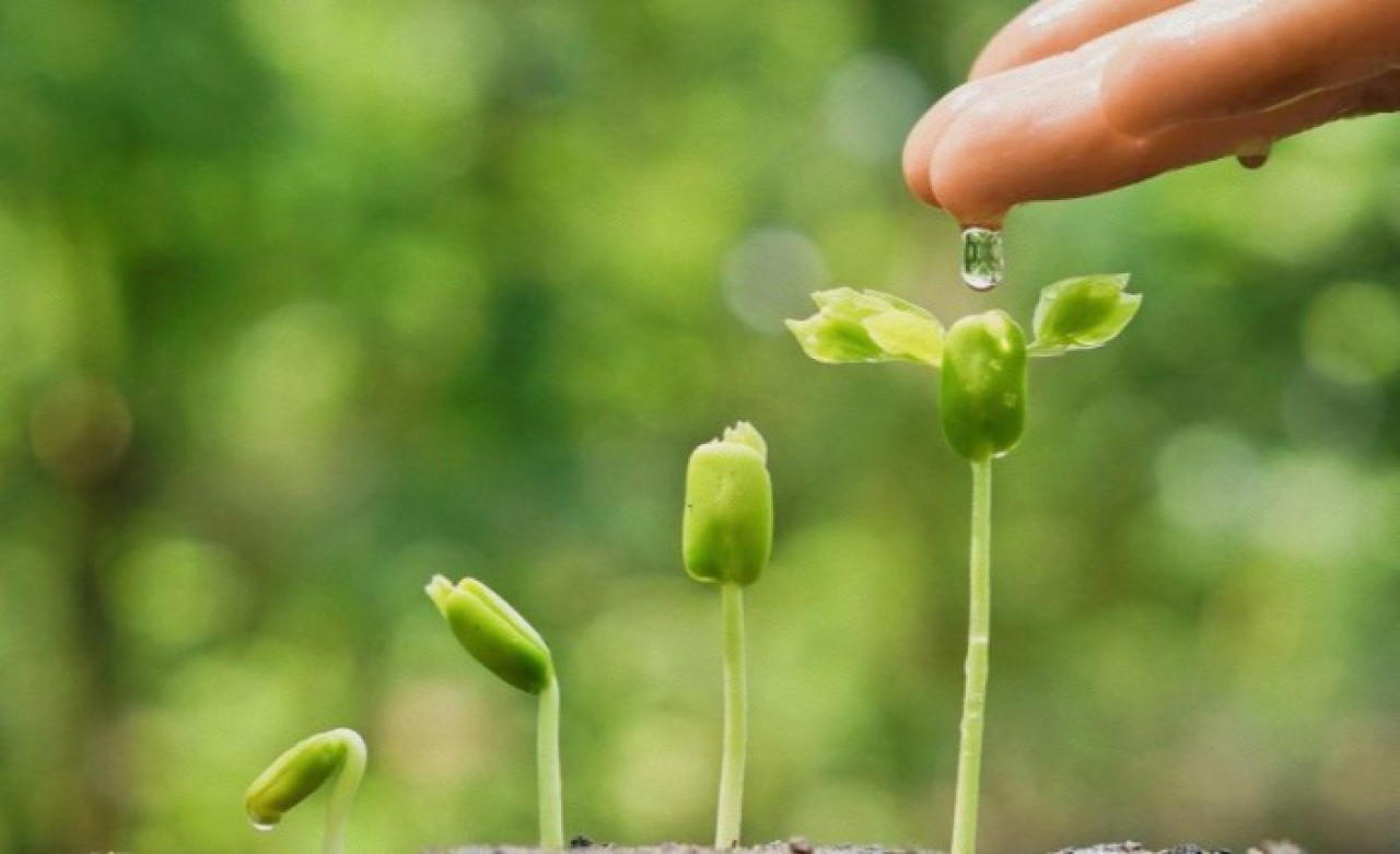 2025'te Dünya Tohumculuk Kongresinin yapılacağı ülke belli oldu!