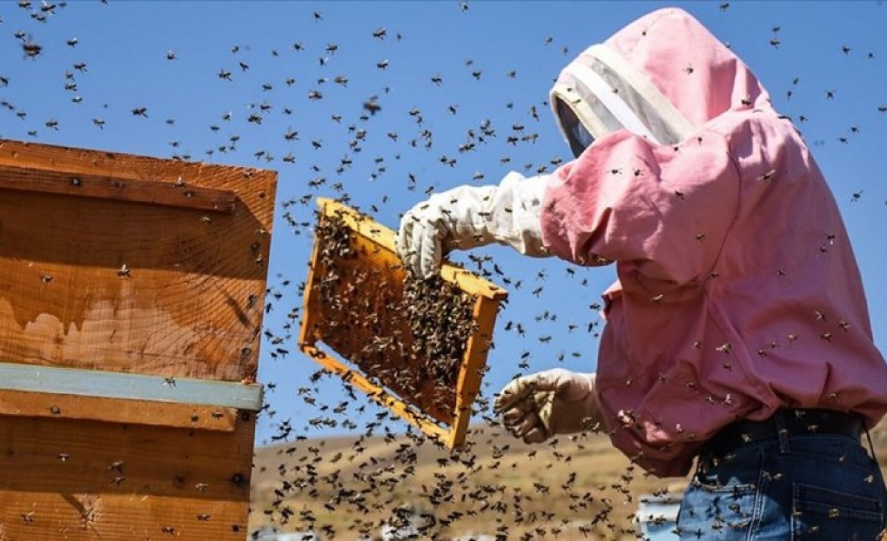 Böyle hırsızlık görülmedi: Üstün arıların genlerini çaldılar