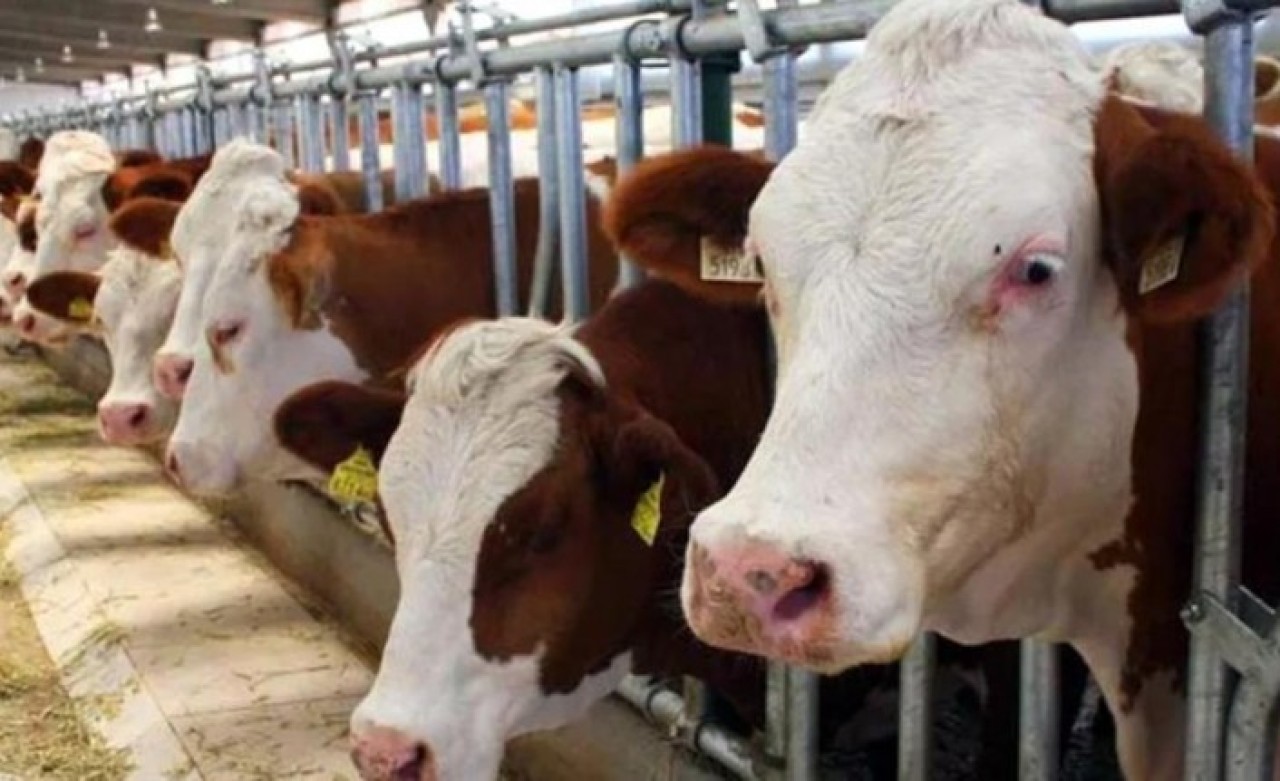 Kurbanlık fiyatları açıklandı: El yakacak!