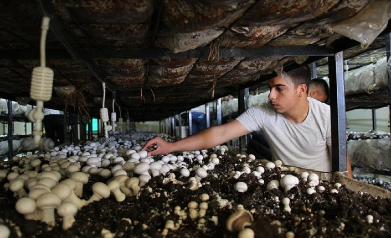 Meslek liseliler çiftçiliği hem sahada hem okulda öğreniyor
