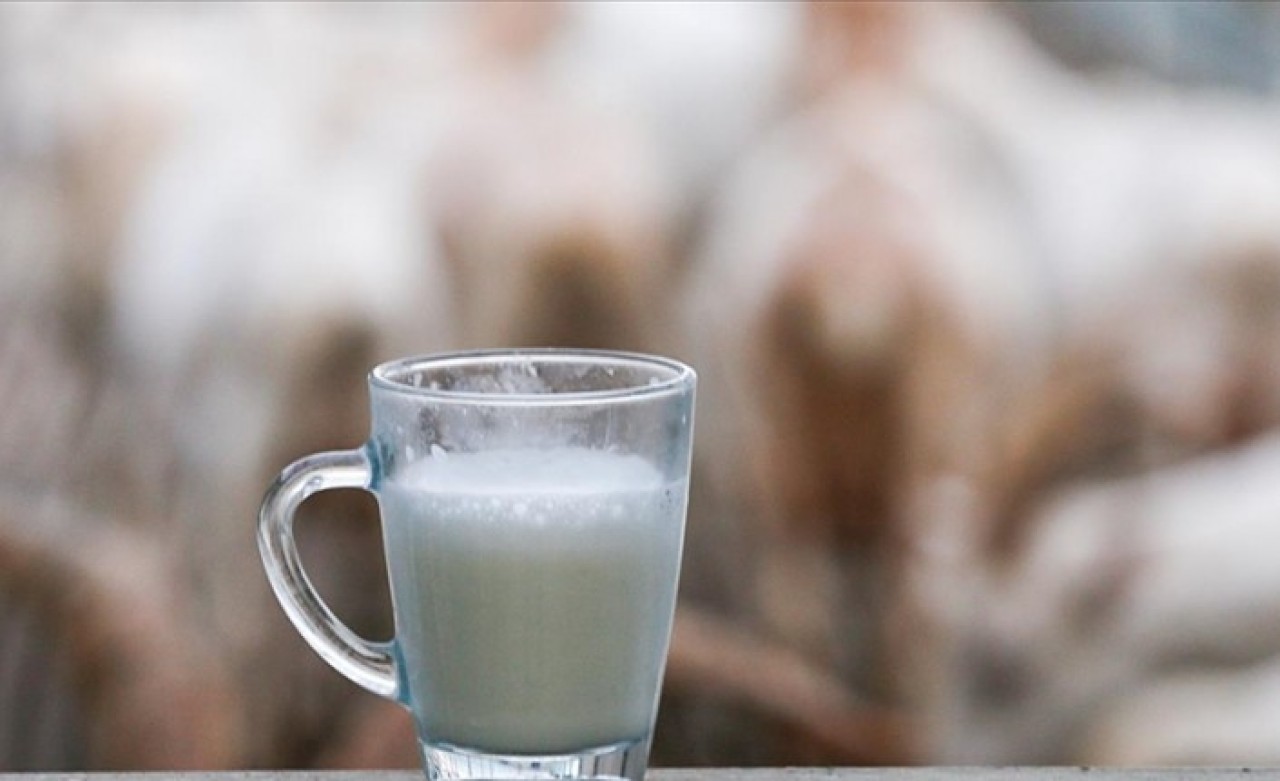Üreticiden 'koyun,  keçi sütü referans fiyatı da USK tarafından belirlensin' talebi