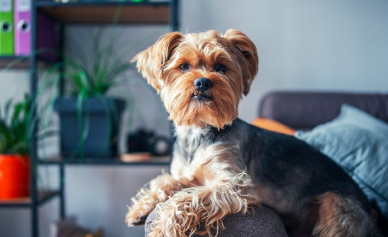 Yorkshire Terrier cinsi hakkında merak edilenler
