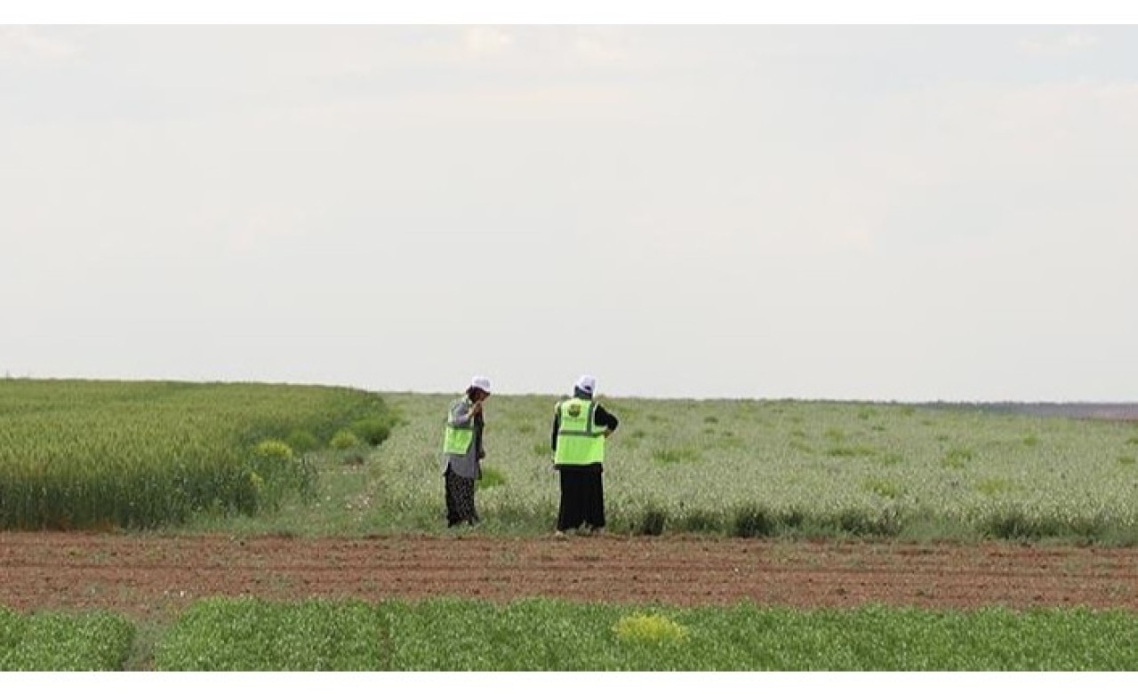 Doğrudan ekimle baklagil üretimi hem çiftçinin cebini hem çevreyi koruyor