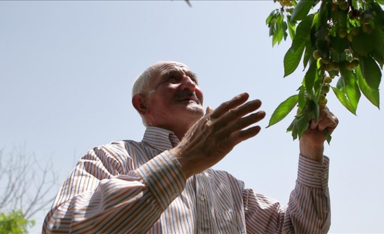 Adil amcanın çabasıyla meyve çekirdekleri onlarca ağaca dönüştü
