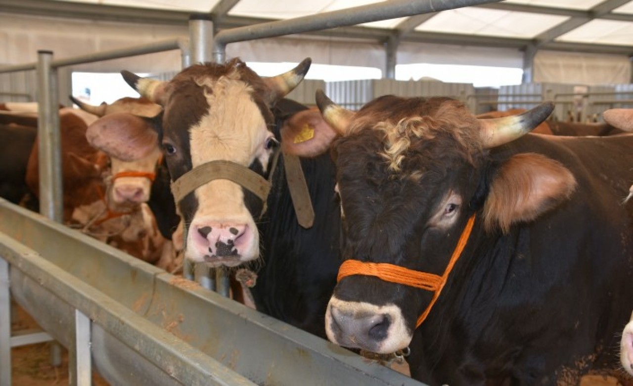 Bayrama 1 ay kala kurbanlıklar pazara indi: İşte fiyat aralığı!
