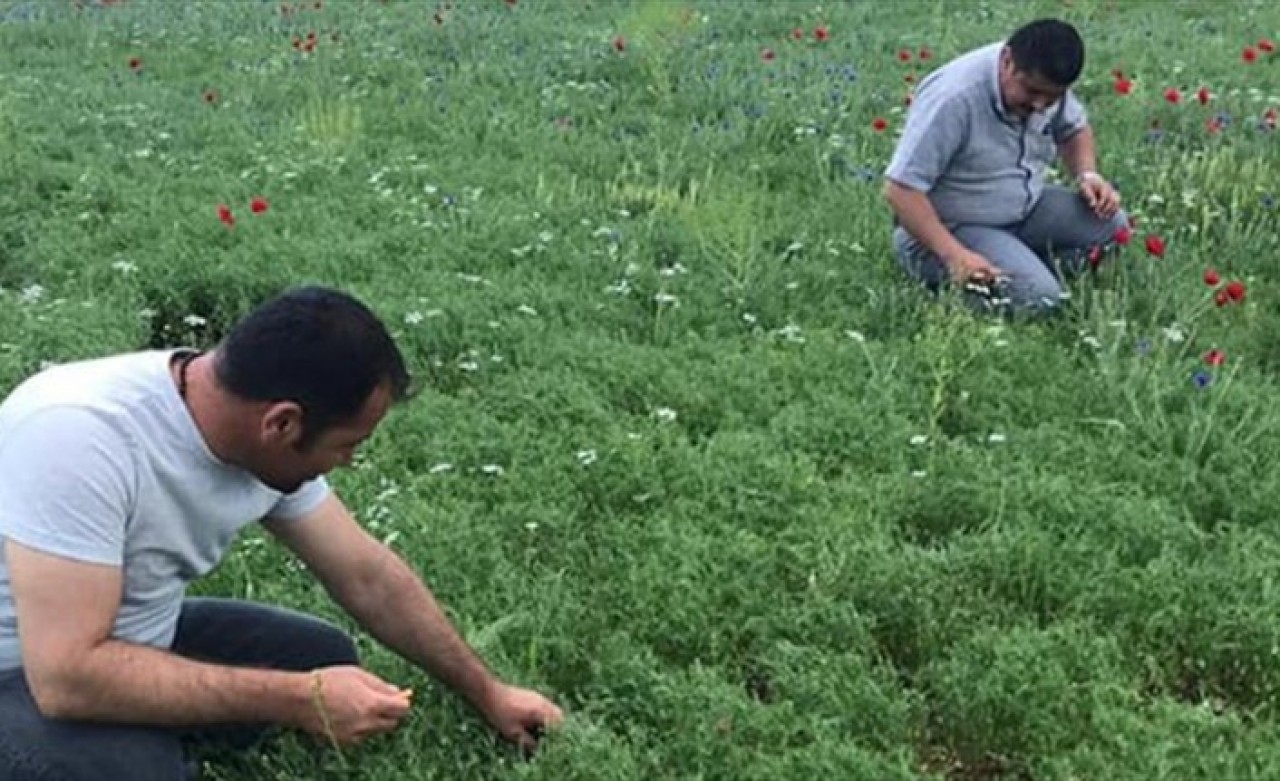 Beyşehir'deki nohut ve ayçiçeği ekili alanlarda saha taraması
