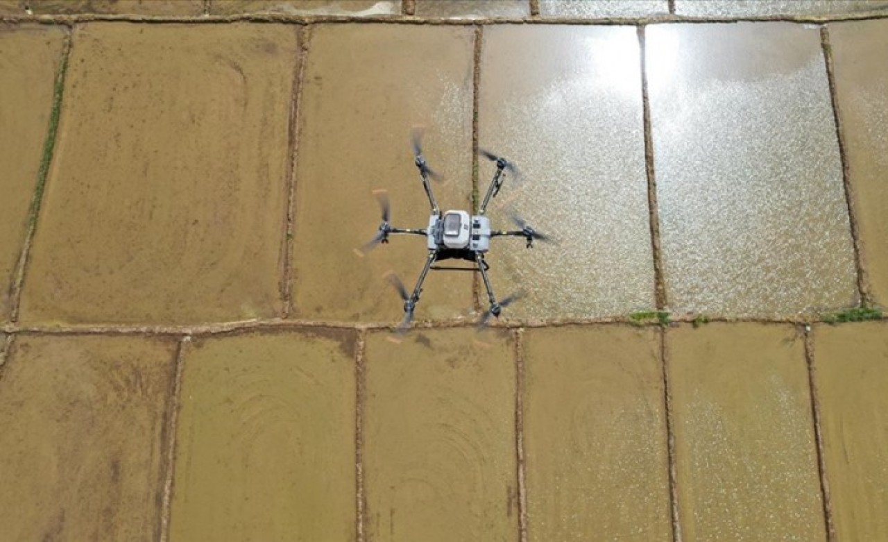 Çiftçilerin dron ile çeltik ekim mesaisi başladı