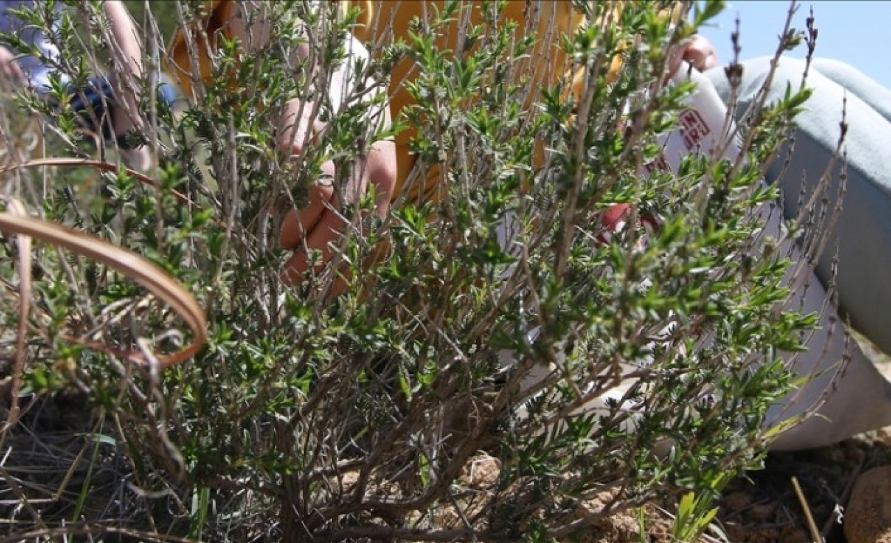 "Dağlardan Tarlaya Kekik Mucizesi Projesi" kapsamında fideler toprakla buluştu