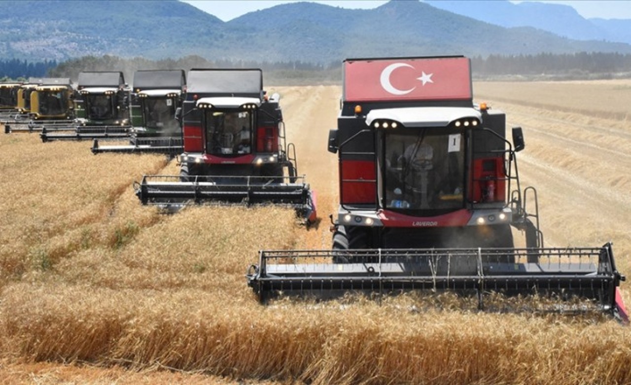 Dalaman TİGEM'de yerli tohum buğdayın hasadına başlandı
