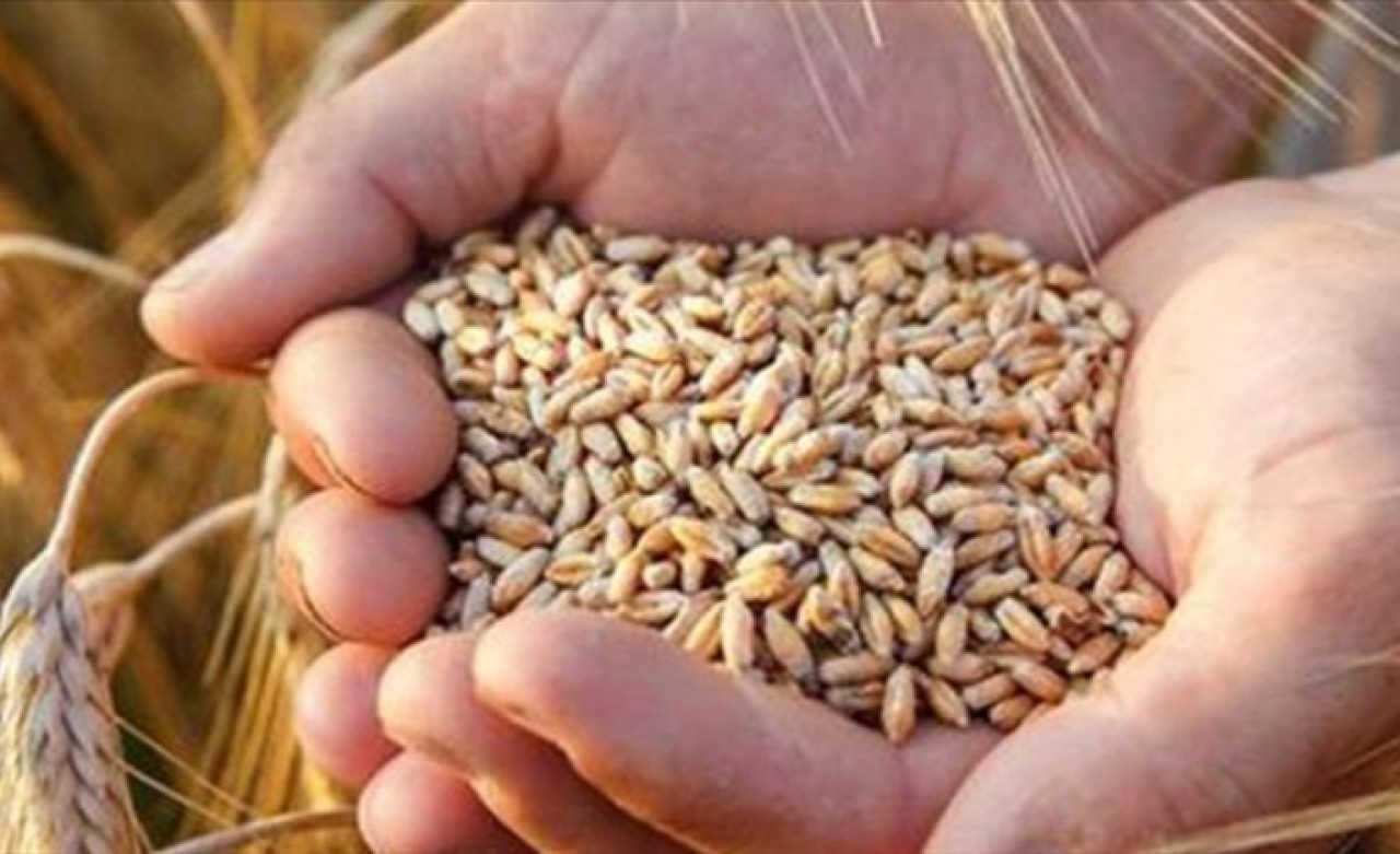 Edirne'de hasadına başlanan buğdayın rekoltesi yüz güldürüyor