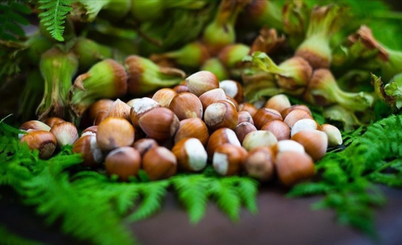 Giresun Tombul Fındığı'na AB tescili
