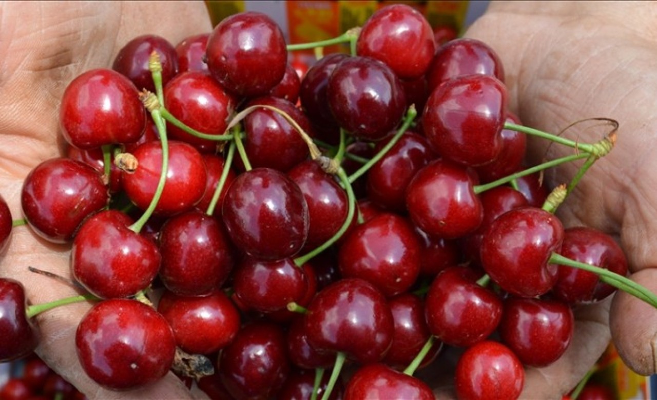 Gölpazarı'nda Napolyon kirazında hasat dönemi başladı