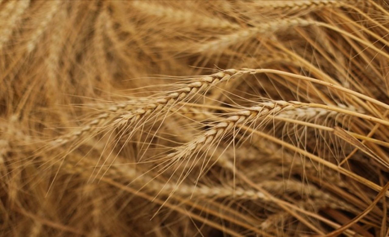 Karadeniz'de tahıl krizi! Rusya ve Ukrayna savaşının küresel sisteme etkileri