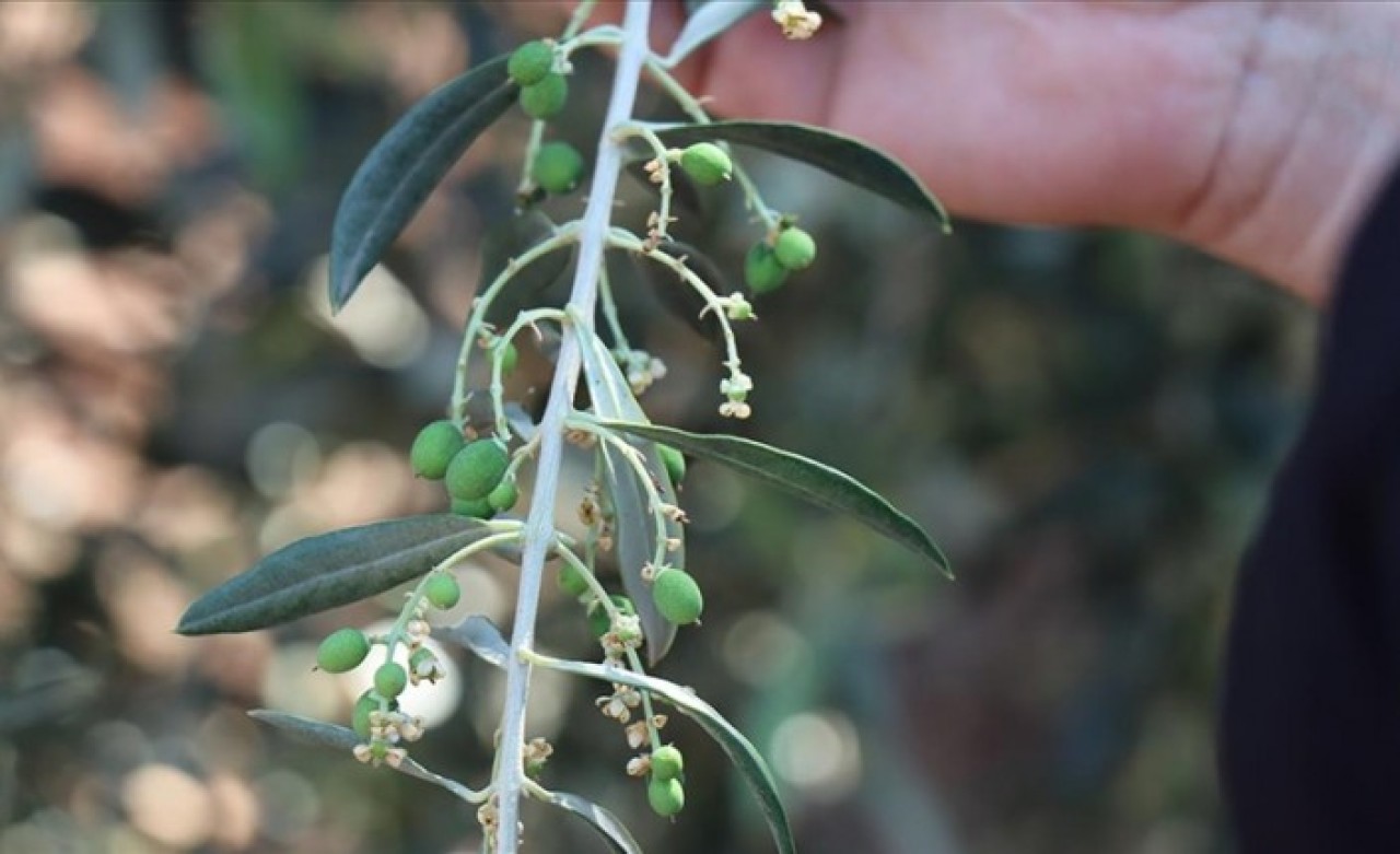 Kilis'te zeytin üreticileri yeni sezondan umutlu