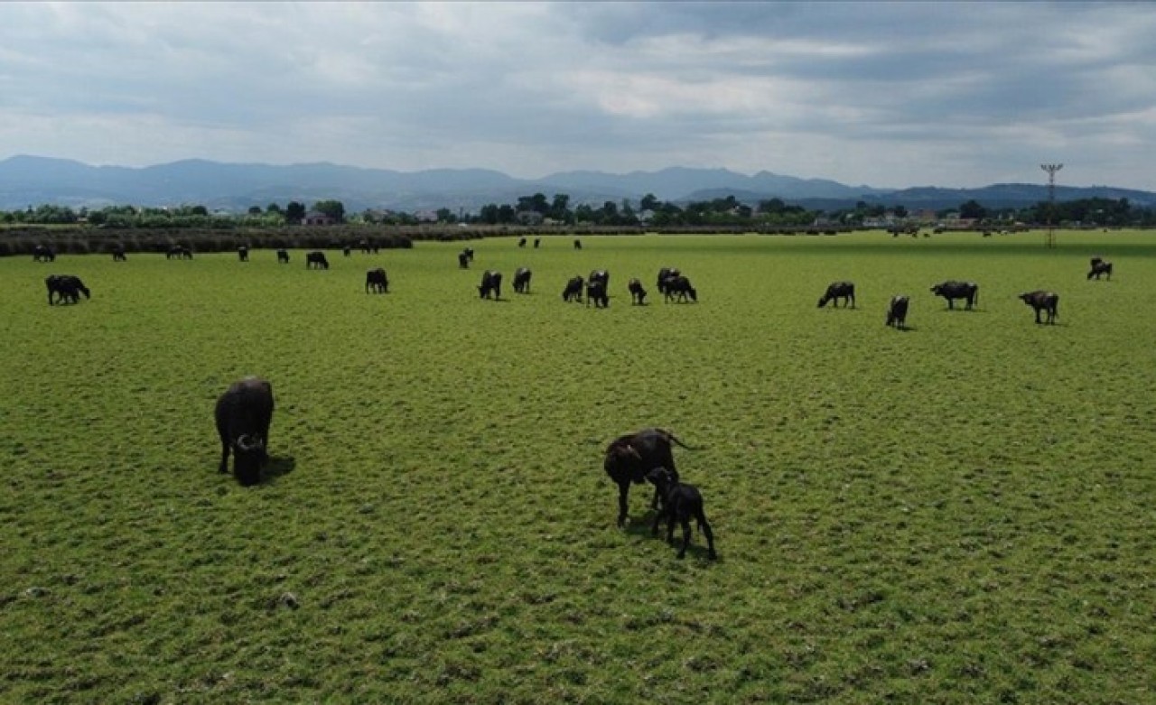 Kızılırmak Deltası'nda manda yetiştiriciliği için 'ot potansiyeli' araştırılıyor