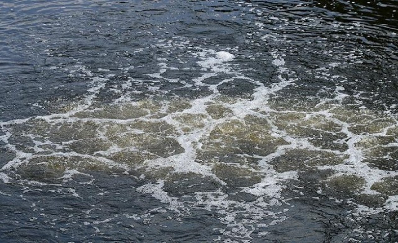 Kokan,  kirli Riva Deresi'nden hayvanlar su içemiyor