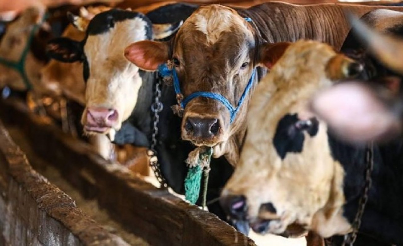 Kurbanlık fiyatlarına ne kadar zam geldi? Yetkili isimden bayrama günler kala açıklama!