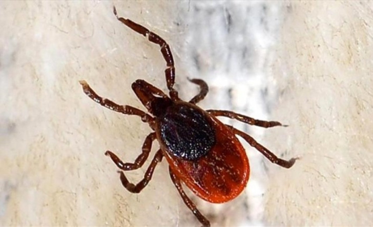 Sivas'ta KKKA şüphesiyle tedavi gören Hasan Yuva ve Remzi Polat hayatını kaybetti