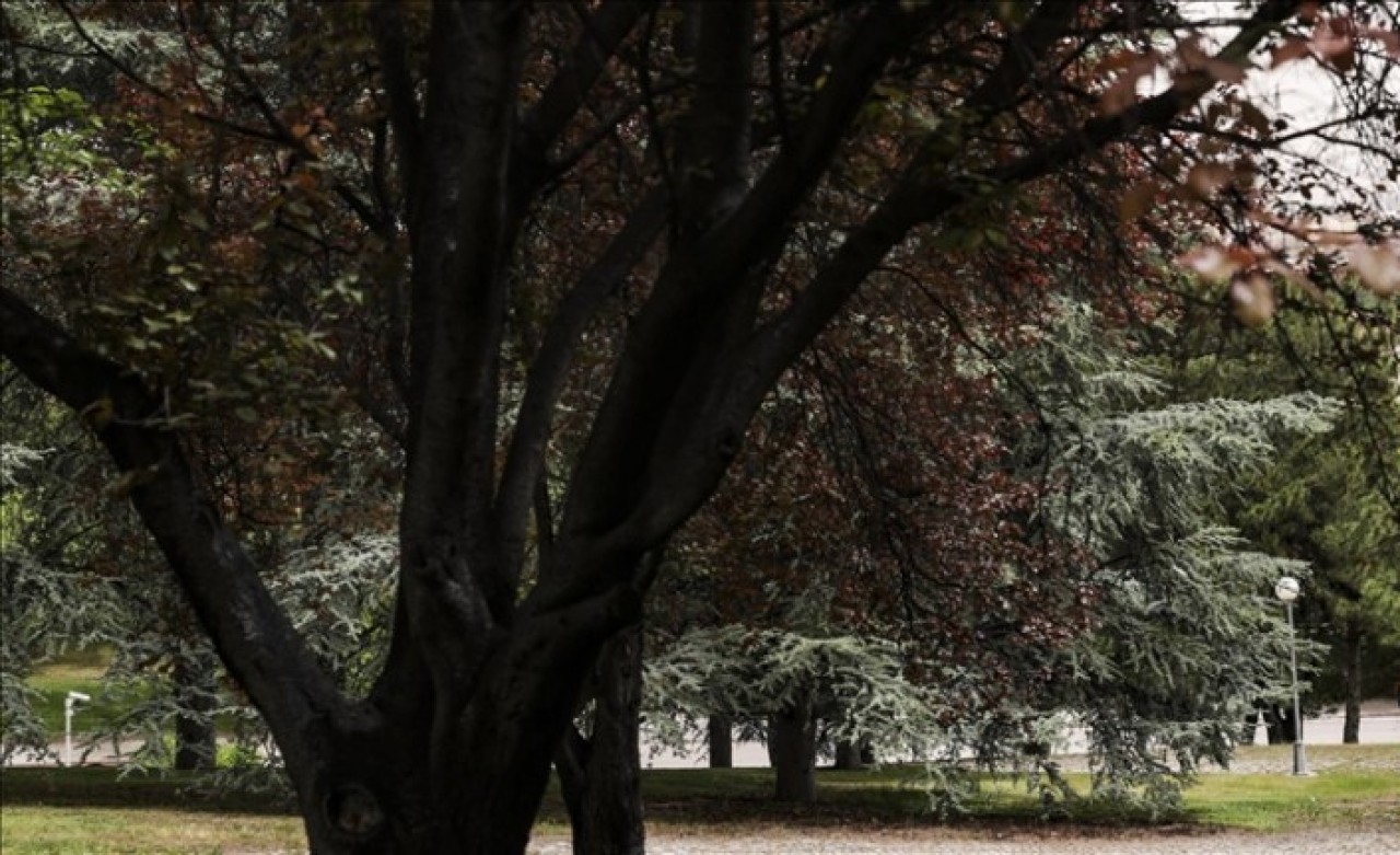 TBMM'nin 350 dönümlük bahçesi 282 tür ağaca ev sahipliği yapıyor