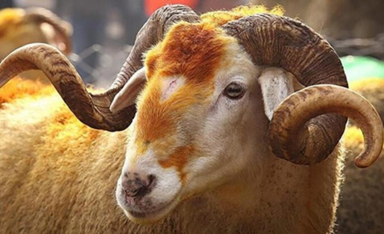 TDV'den gençler için kampanya: İlk Kurbanım İlk İyiliğim