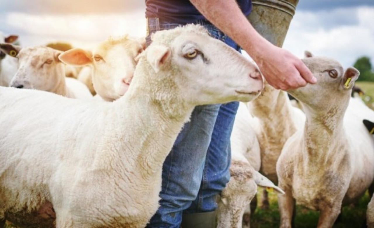 TİGEM 1050 reforme küçükbaş hayvan satacak