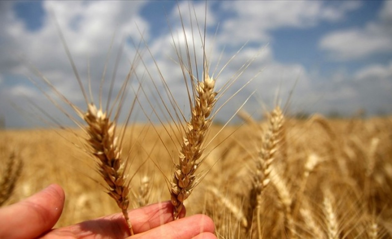 Toprak Mahsulleri Ofisi,  2022 hububat alım detaylarını belirledi