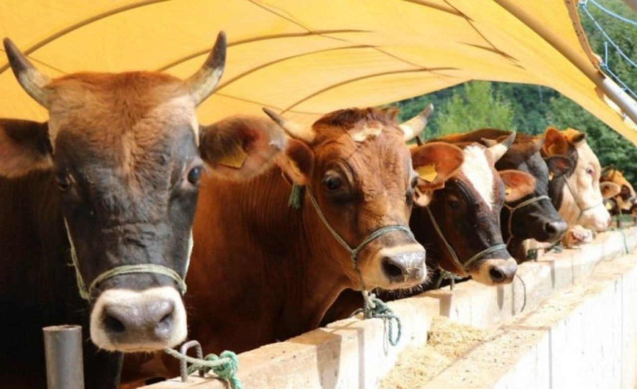 TZOB Başkanı Bayraktar açıkladı: Kurbanlık fiyatlarına büyük zam!