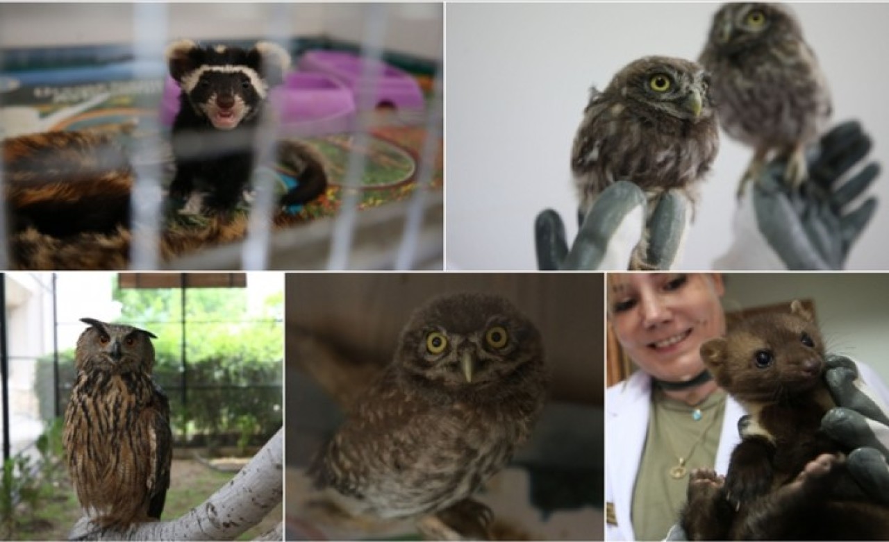 Yaralı hayvanlar,  Çanakkale'deki rehabilitasyon merkezinde tedavi ediliyor