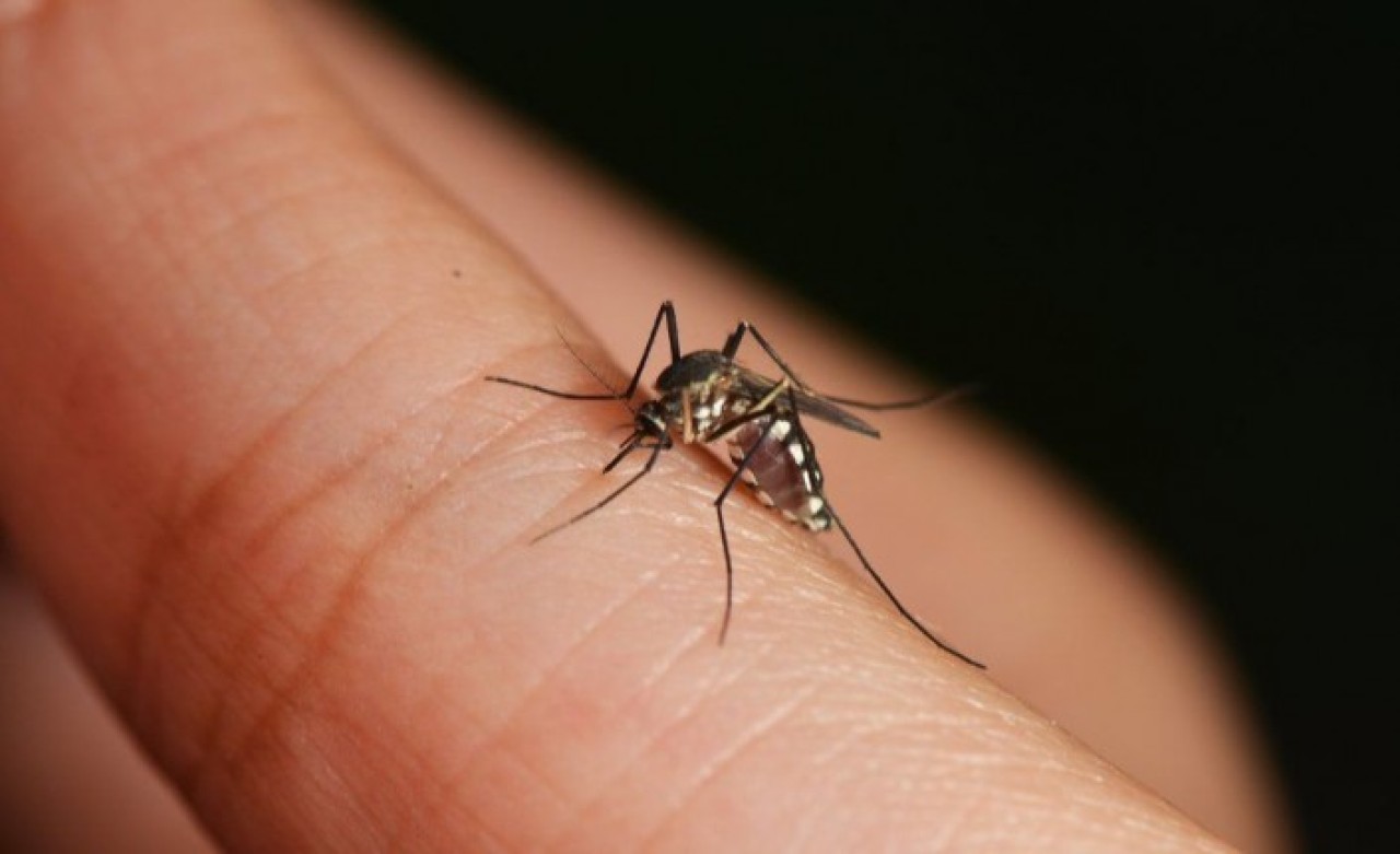 Sivrisinekler neden bazı insanları daha çok ısırır?