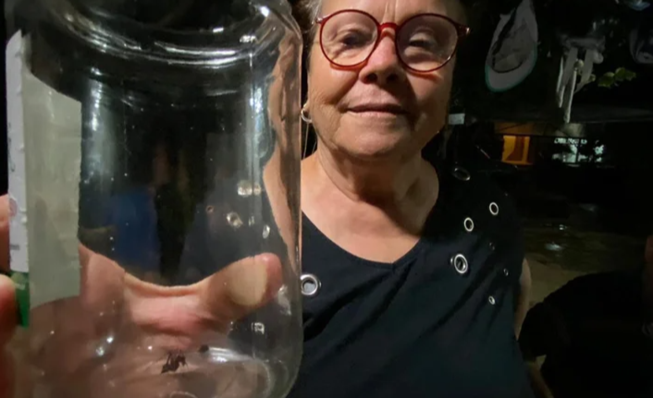 Antalya'da insan yüzlü örümcek dehşete düşürdü