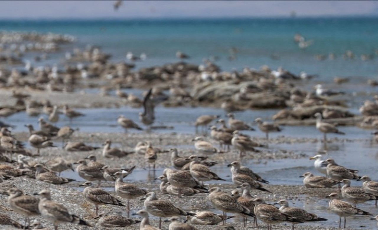 Besin azlığı ve aşırı sıcaklar Van Gölü havzasındaki martıları vurdu