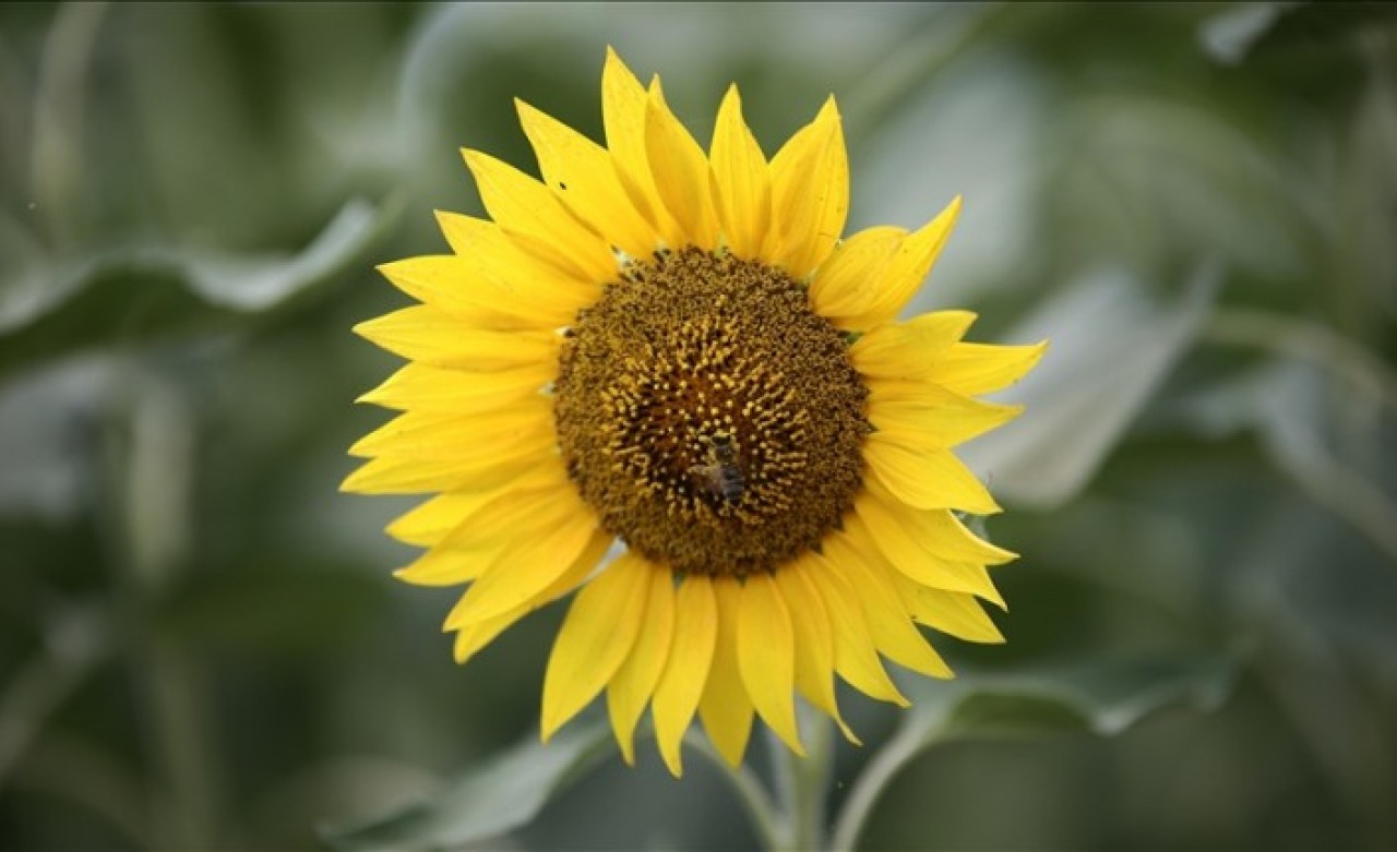 Çukurova'da 220 bin ton ayçiçeği rekoltesi bekleniyor