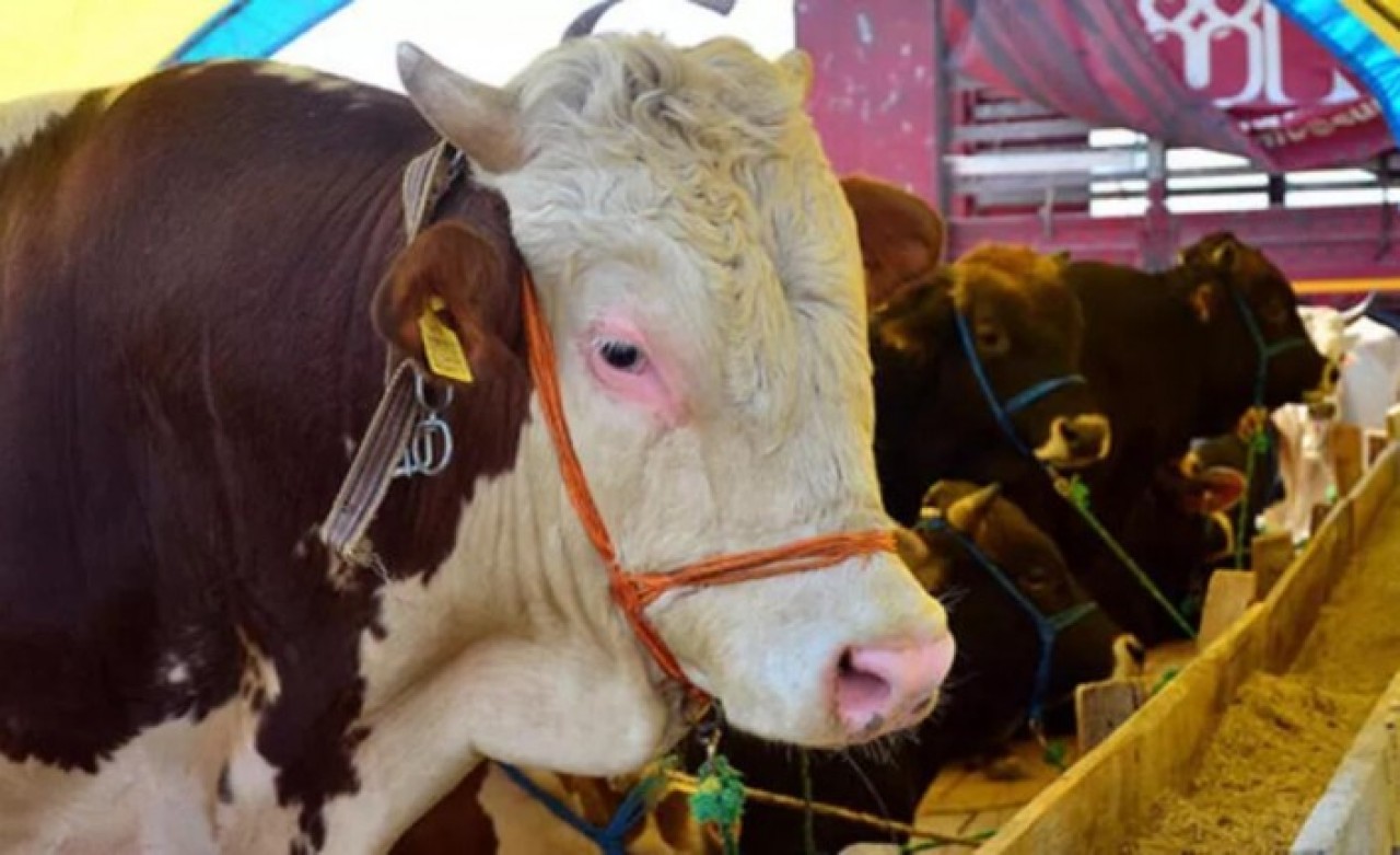 Et ve Süt Kurumu satılamayan kurbanlıkları alacağı tarihi açıkladı