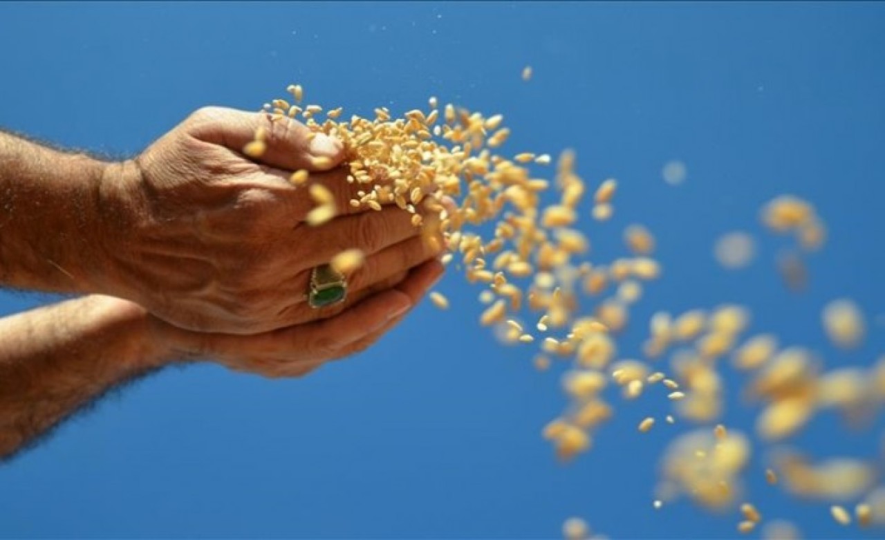 Hububat sektöründen ilk yarıda 5, 44 milyar dolarlık ihracat