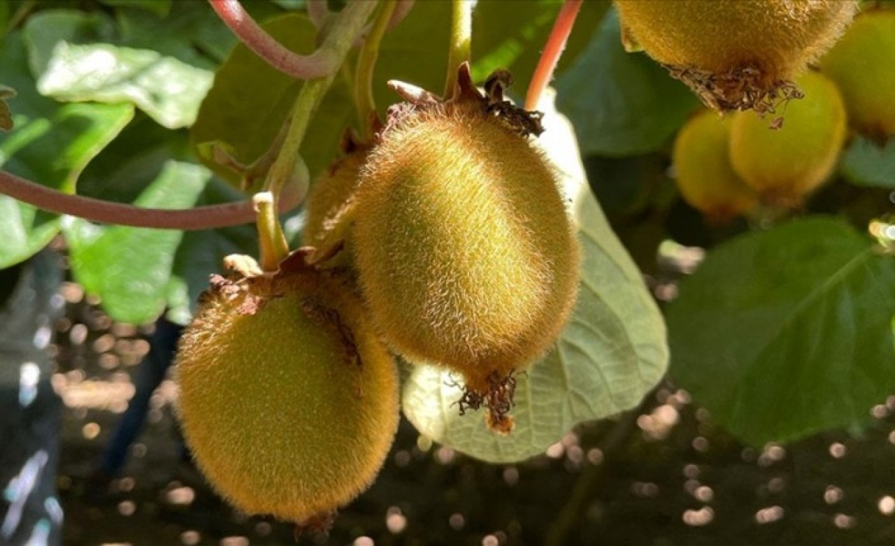 Tescilli "Yalova kivisi"nde son 5 yılın en verimli sezonu yaşanıyor