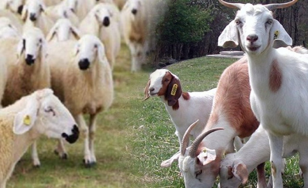 TÜDKİYEB Genel Başkanı Çelik'ten destek ödemeleri açıklaması