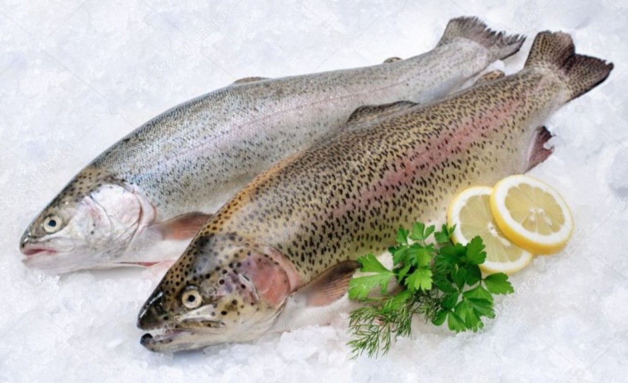 Çat Barajı'nda üretilen somonlar ihraç ediliyor