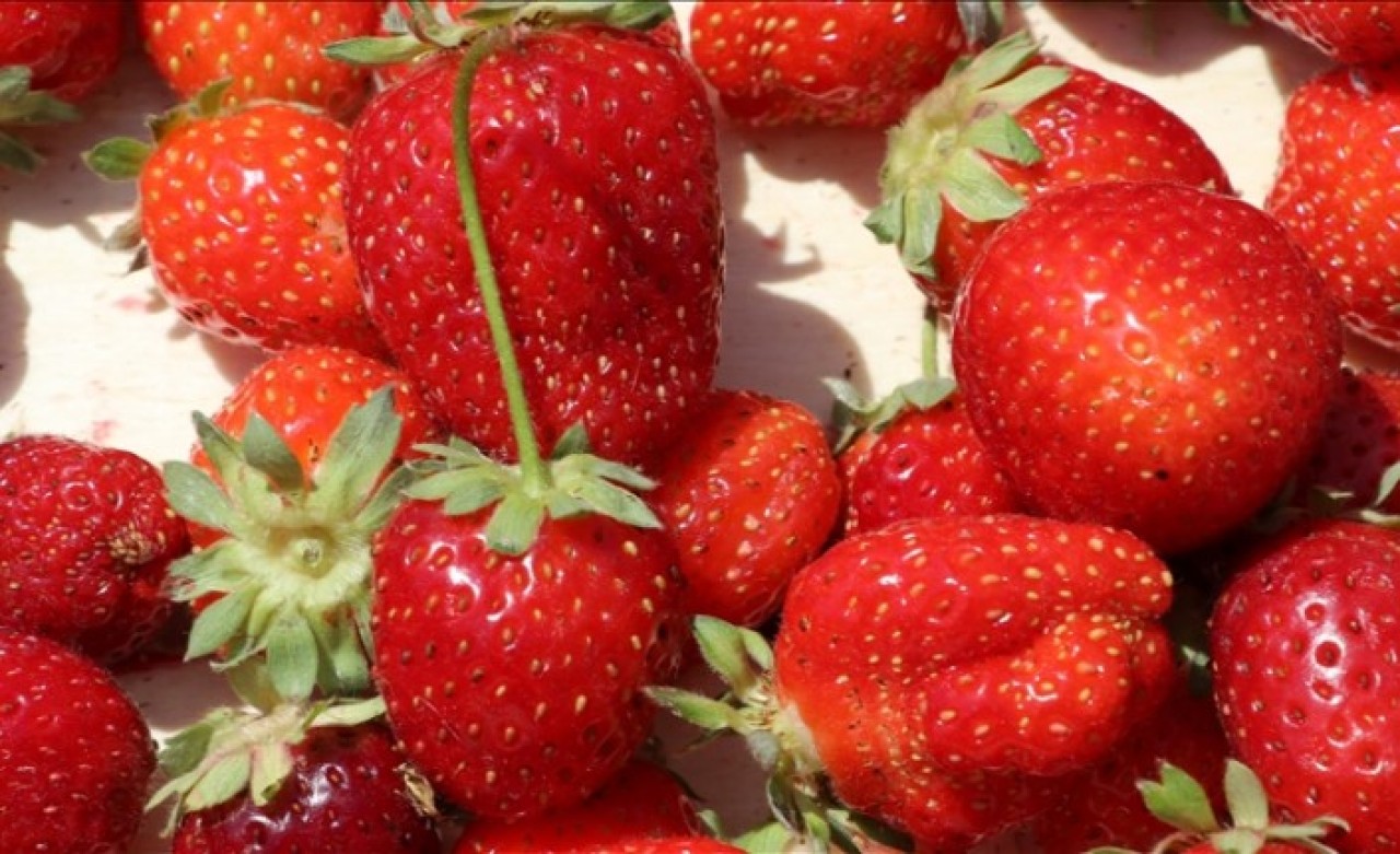 Batman'da daha önce tütün ekilen araziler çilek tarlasına dönüştü