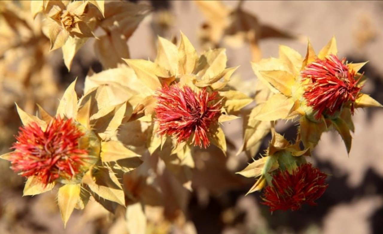 Belediyenin atıl arazisi lise öğrencilerine uygulama alanı oldu