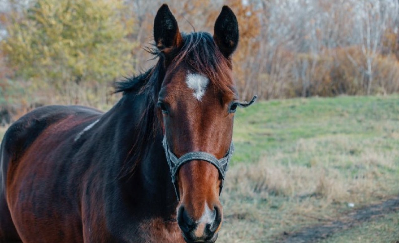 Boynu kesilen atını damara yerleştirdiği bahçe hortumuyla kurtardı