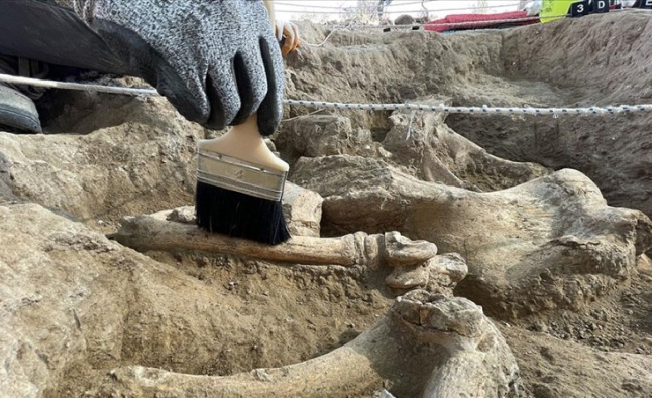 Canlı fosili literatürüne girecek yeni tür "Sofular" adını alacak